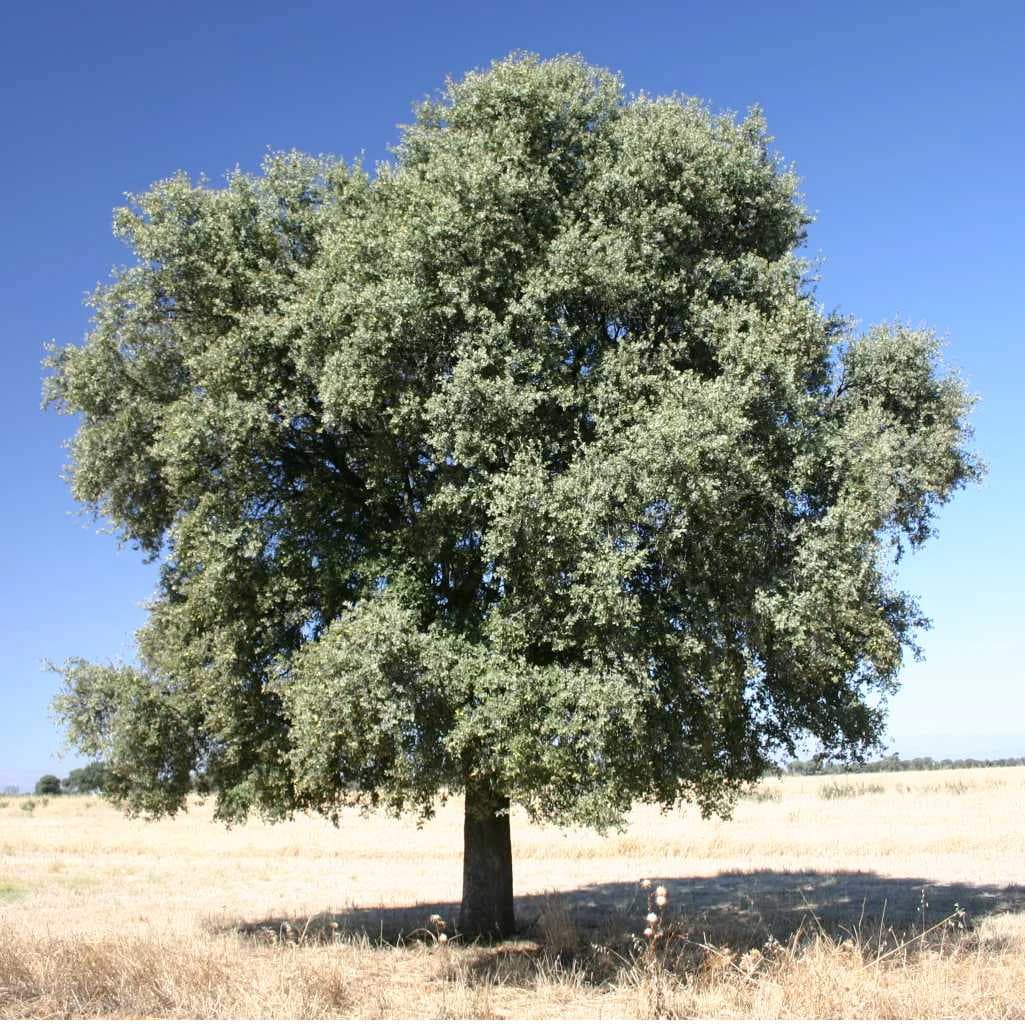 A single large olive oak tree with dense green foliage standing in a dry grassy field under clear blue sky