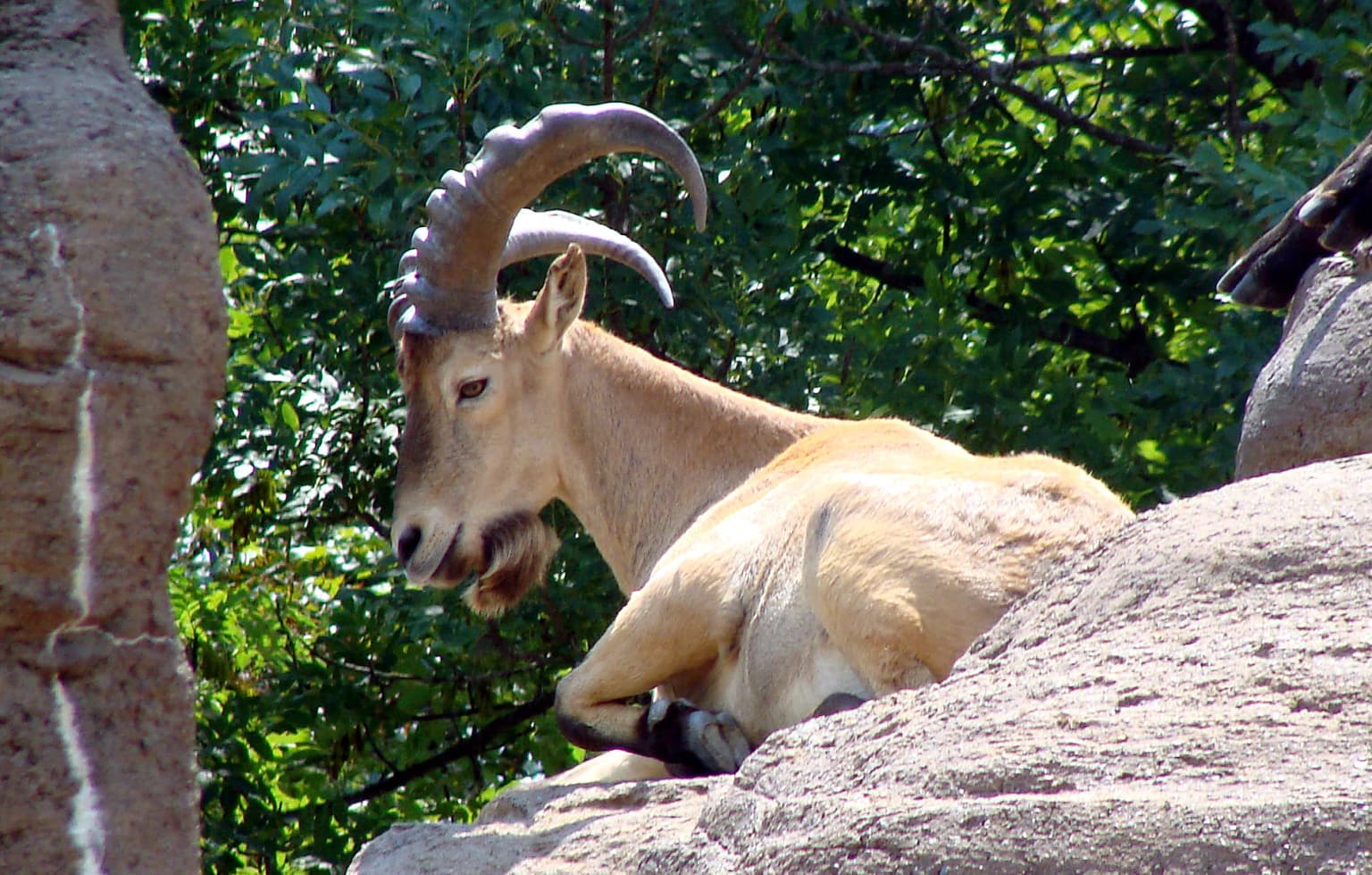 West Caucasian tur with curved horns resting on rocks with green foliage in background