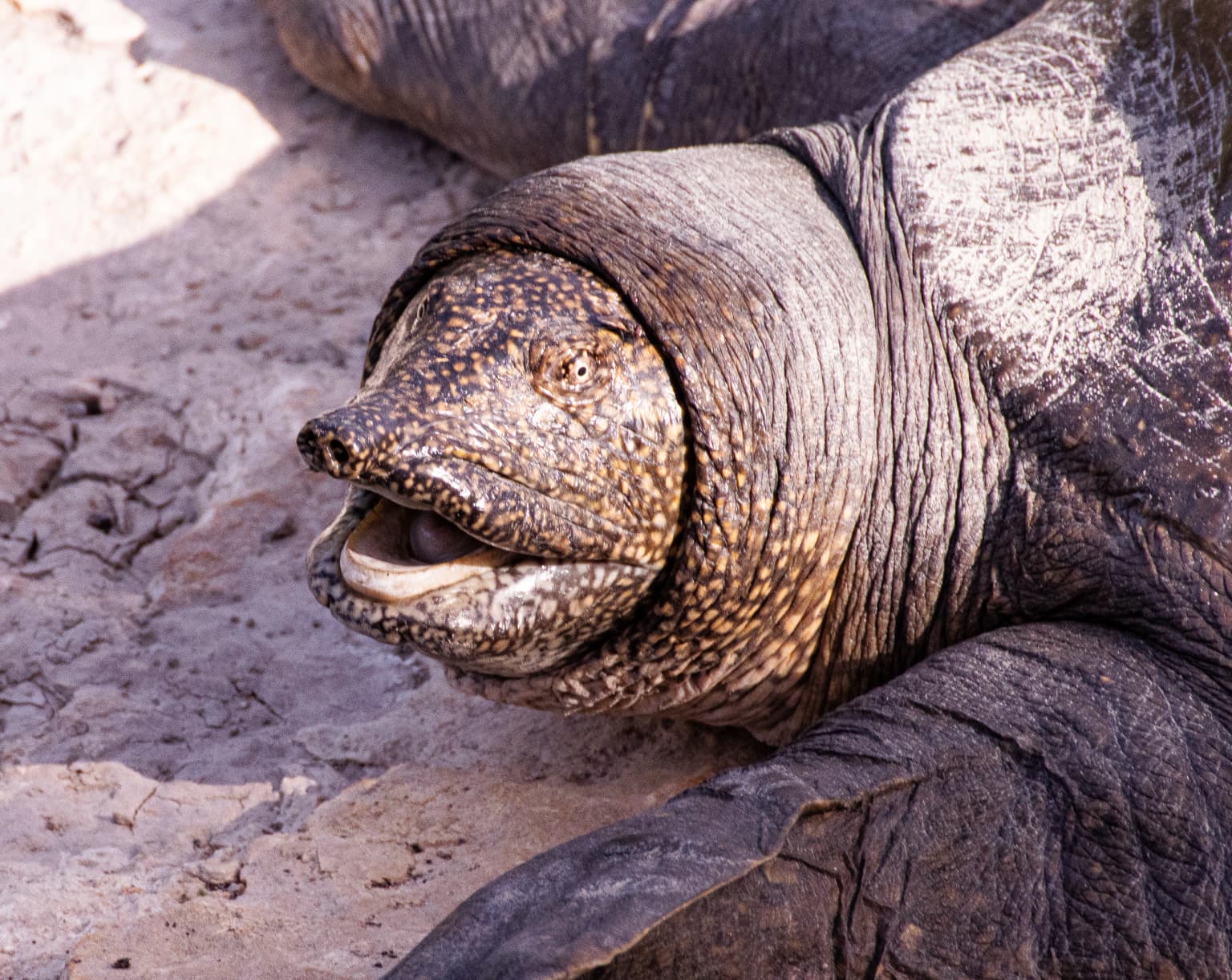 Cabeza y cuello de la tortuga blanda africana con la boca abierta, piel texturizada y fondo de suelo arenoso