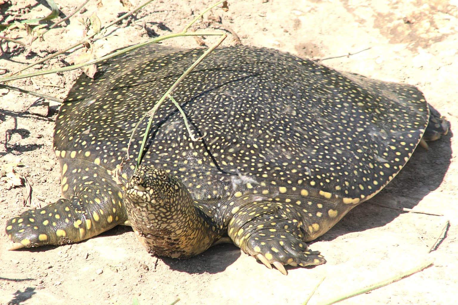 Una tortuga grande con caparazón oscuro moteado y piel verdosa pardusca sobre suelo arenoso con vegetación escasa