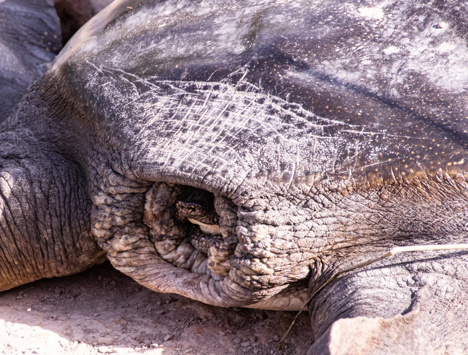 Vista de cerca de una tortuga blanda africana con la cabeza y el cuello retraídos en su caparazón