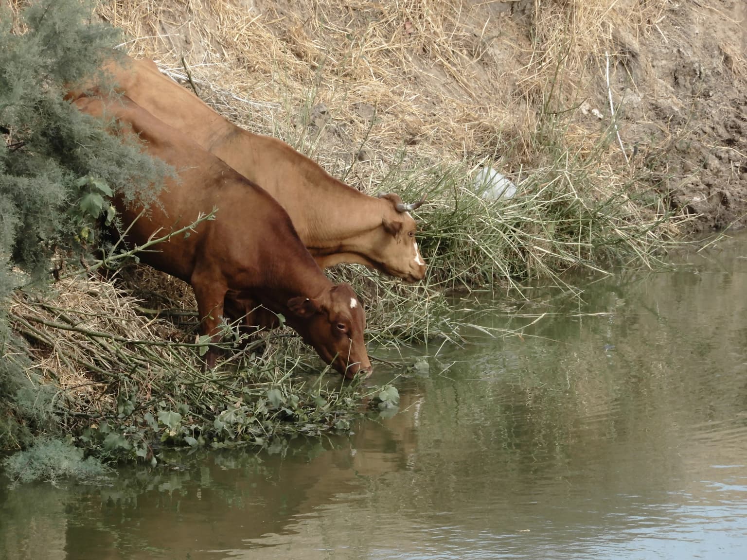 Two brown cows drinking from a river with green vegetation and dry grassy bank.