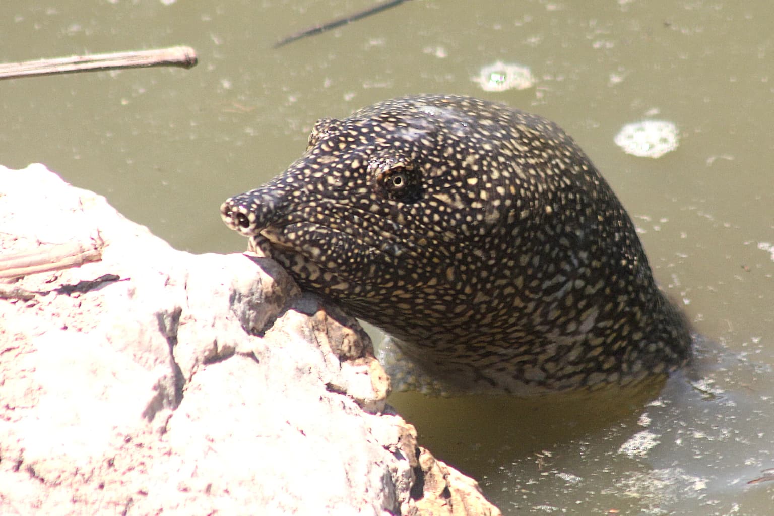 African Softshell Turtle head with spotted pattern emerging from murky water next to a light-colored rock