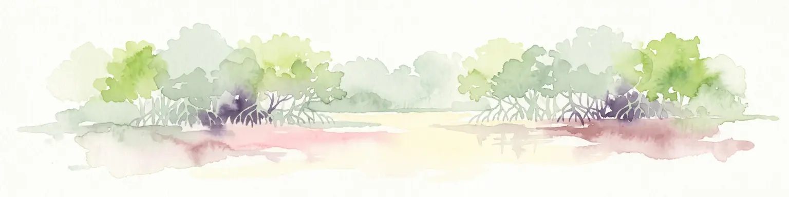 Una pintura horizontal en acuarela de un bosque de manglares con dosel verde y características raíces zancudas que se elevan desde planicies de lodo tranquilas y reflectantes sobre un fondo blanco.