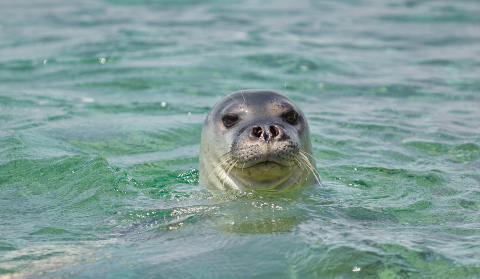 Mediterranean monk seal swimming in clear blue-green water