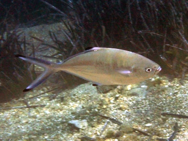 Silver fish with a black spot near the dorsal fin swimming over sandy seabed with sparse aquatic plants