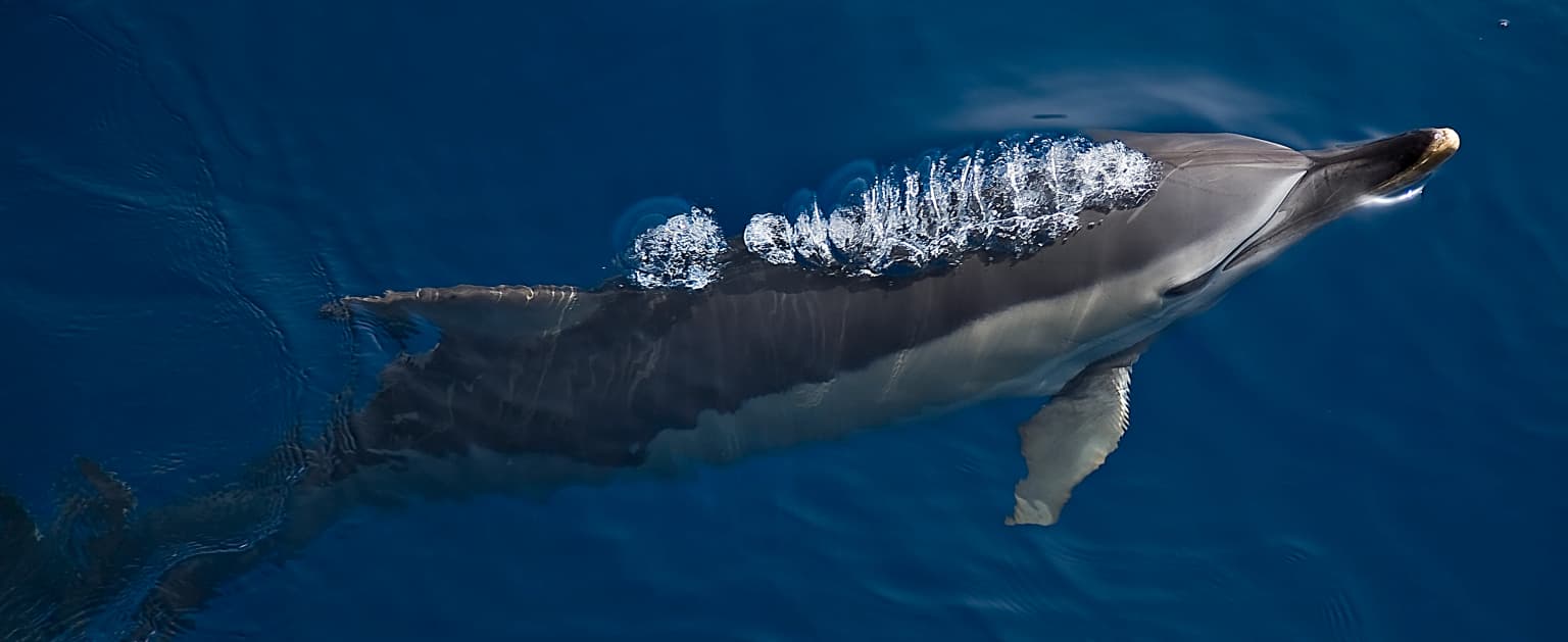 Dolphin swimming in deep blue ocean water with visible breath trail above its body