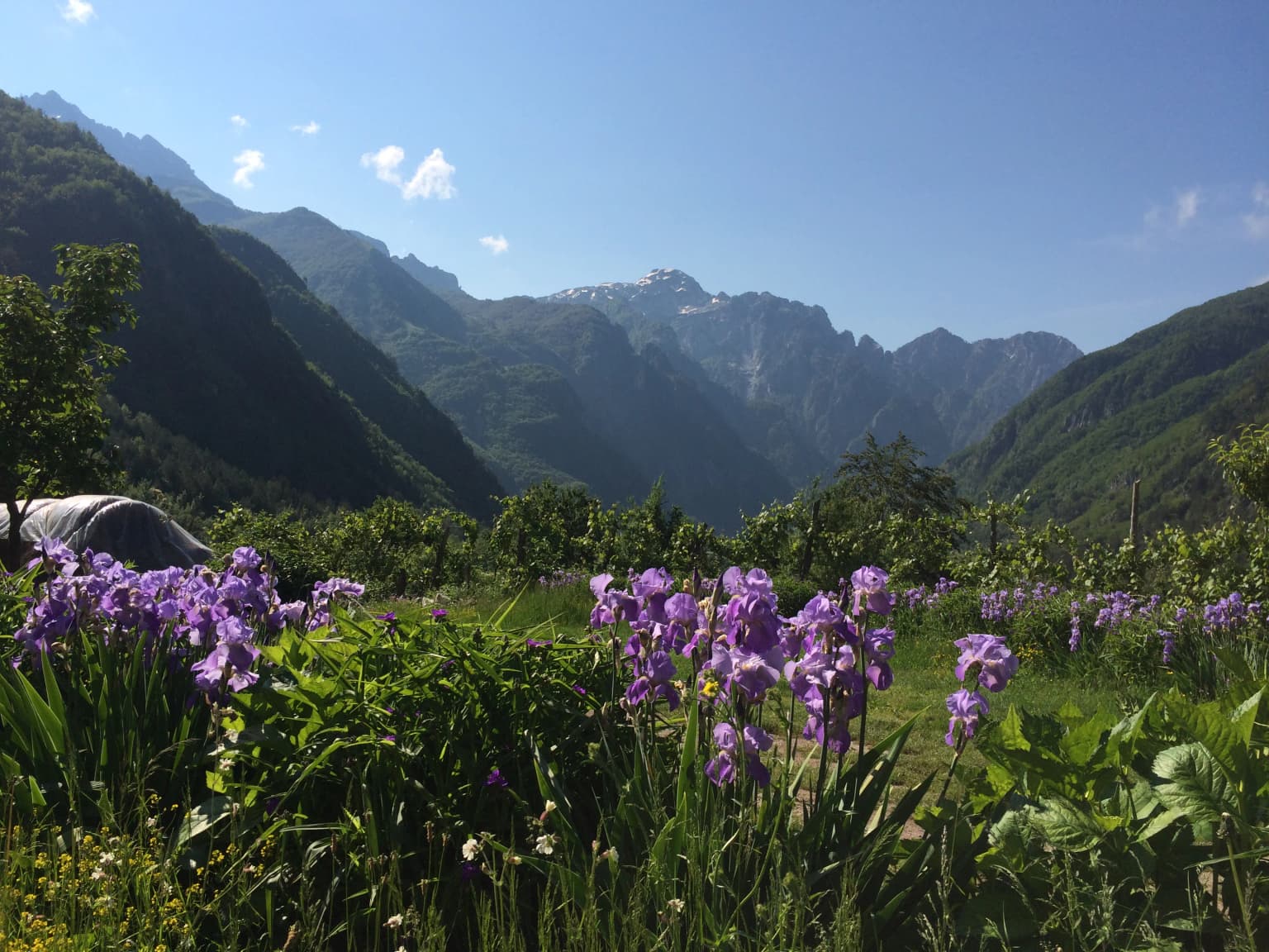 Purple wildflowers in foreground, green fields, village structures, and mountain range under clear blue sky