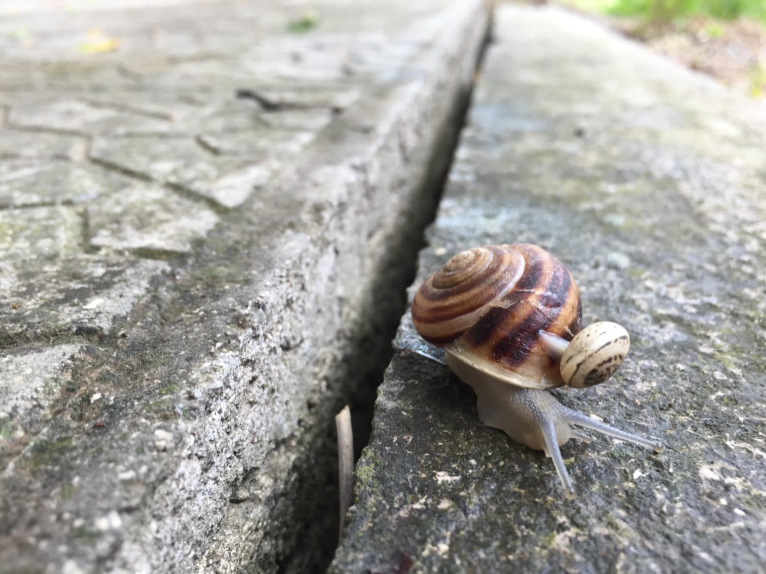 A small snail with a brown and beige striped shell crawling on a cracked stone surface