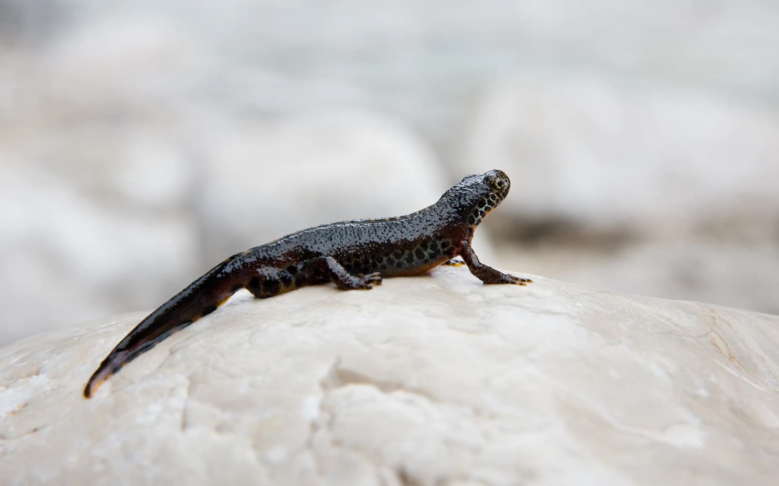 Alpine Newt (Triturus alpestris) on a light-colored rock with blurred background
