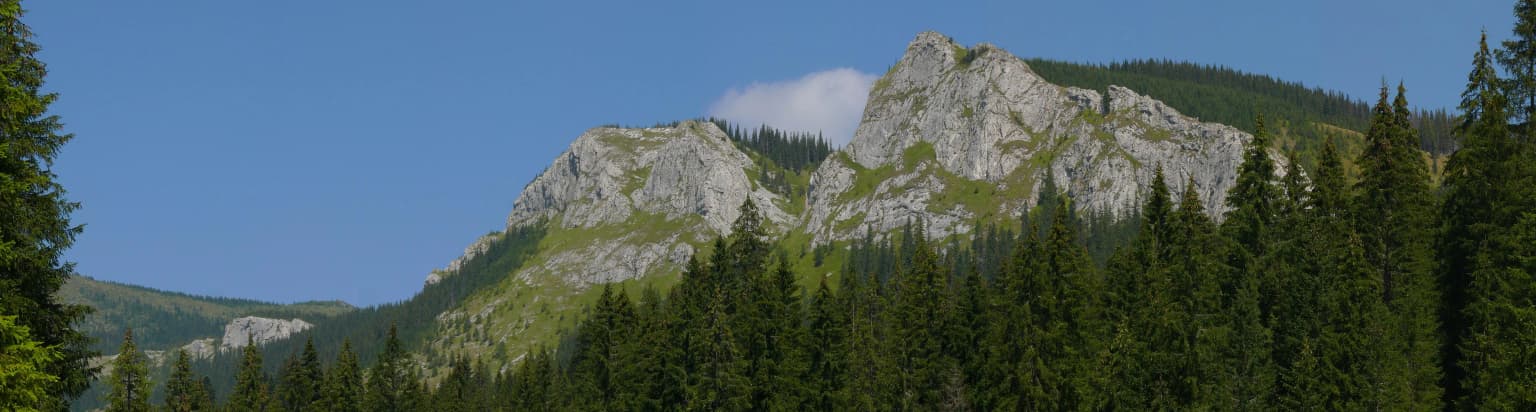 Mountainous landscape with rocky peaks, dense pine forest, and clear blue sky