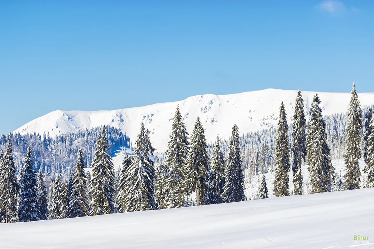 Snow-covered mountain ridge with evergreen trees under clear blue sky