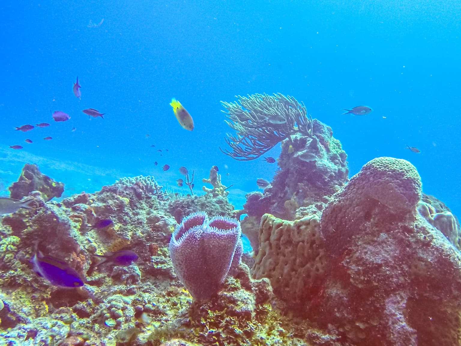Coral reef formations with various fish swimming in clear blue ocean water