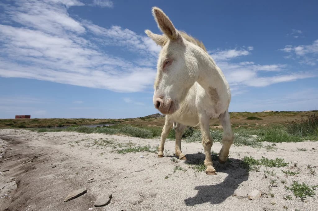 White donkey standing on sandy ground with sparse grass under a clear blue sky.