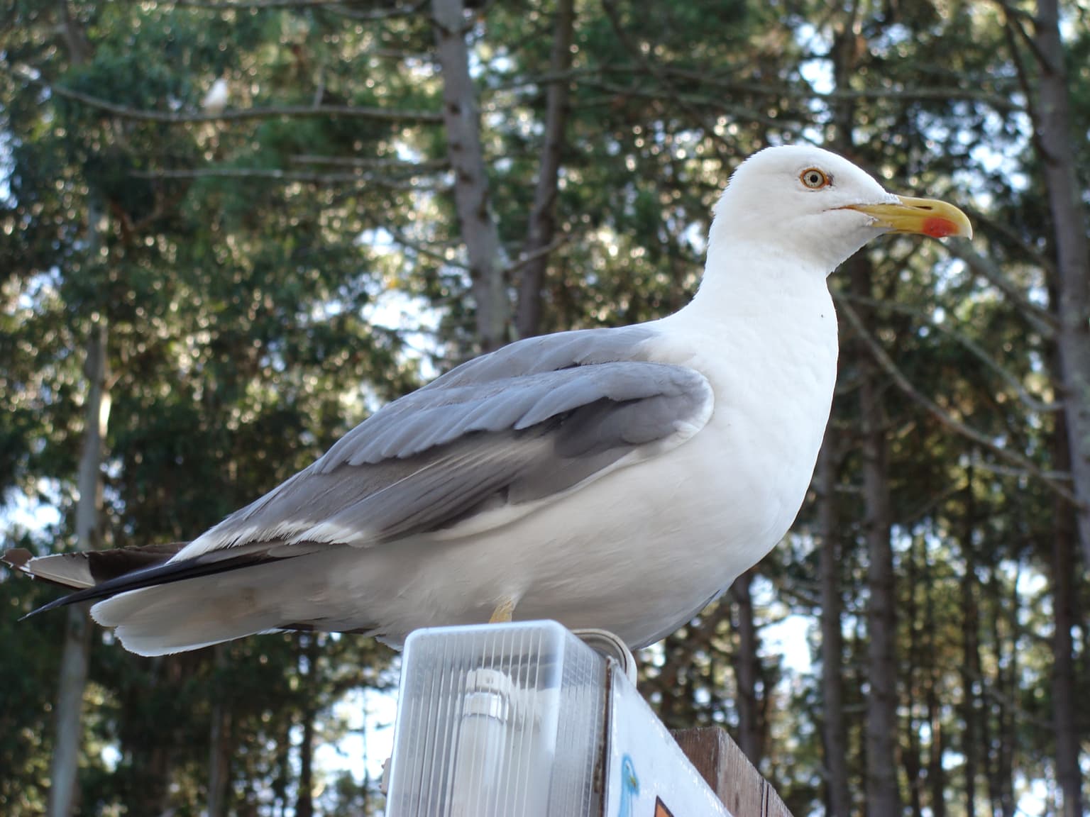 Yellow-legged Gull (Larus michahellis) standing on a signpost with trees in the background