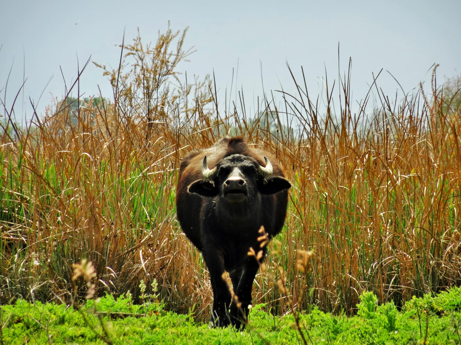 Water buffalo with large horns facing the camera, standing in a field of tall brown reeds and green vegetation under a clear sky