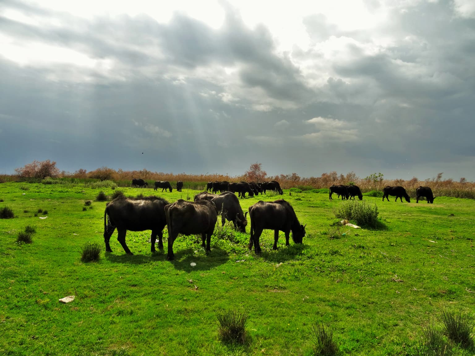 Water buffalos grazing in a grassy field with sunlight rays filtering through clouds