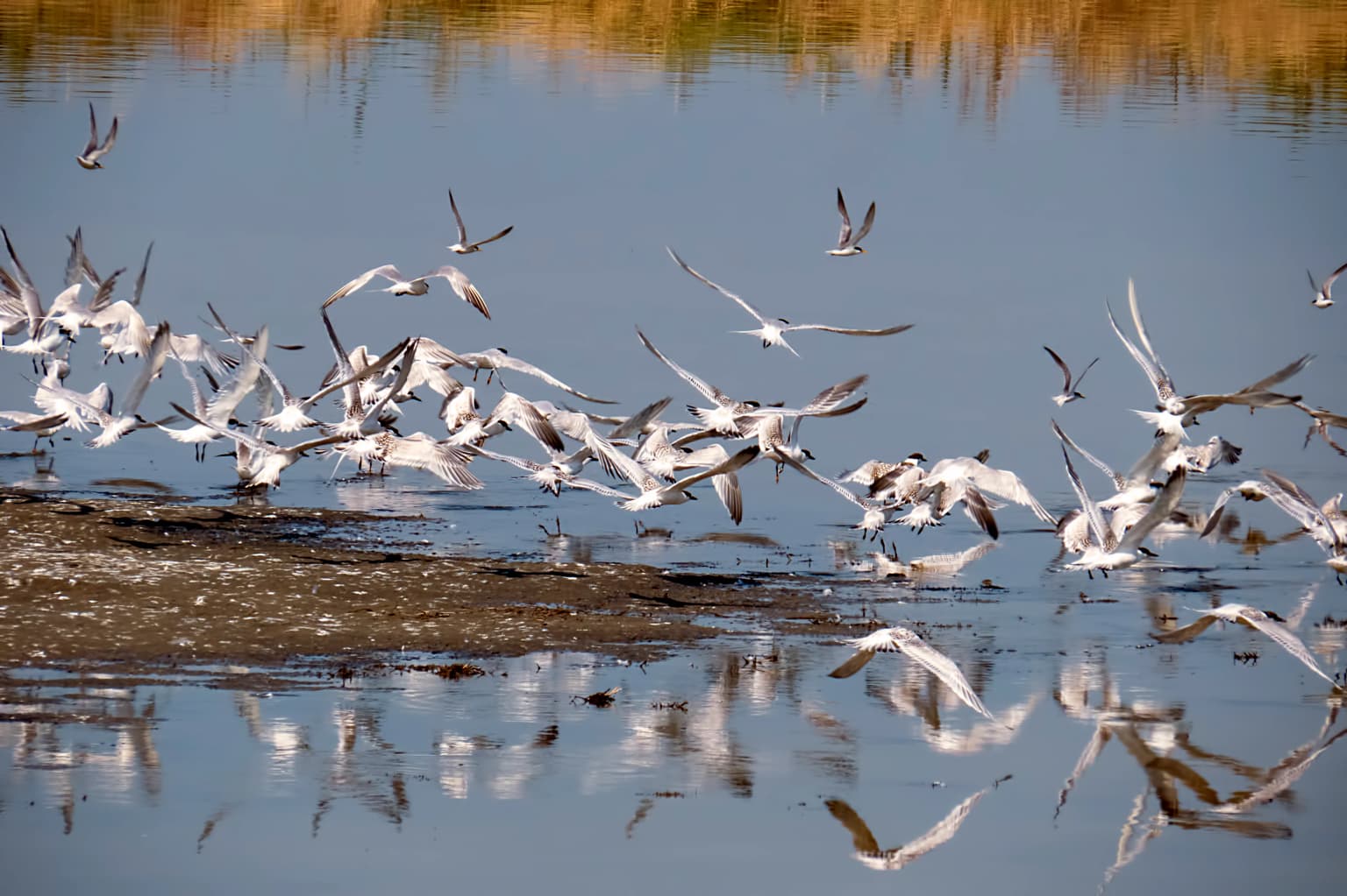 Birds flying above calm water with reflections in the wetland