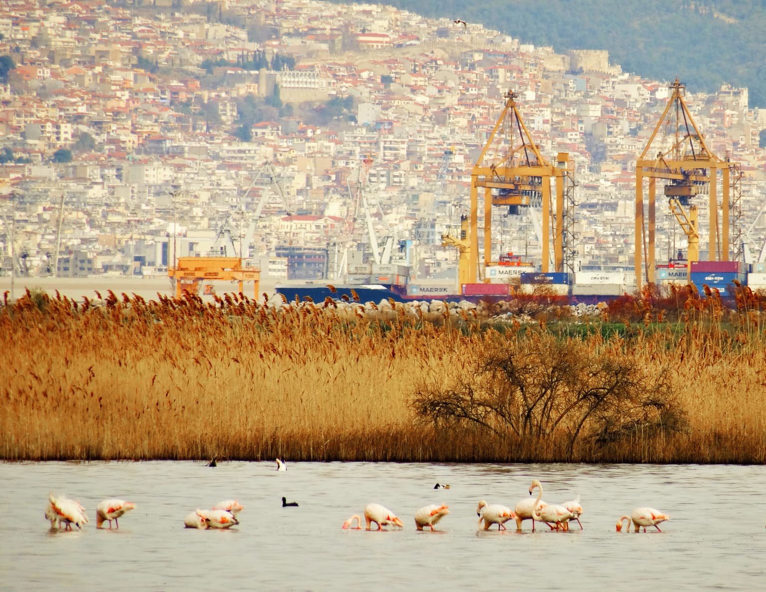 Flamingos and cranes wading in shallow water, with tall reeds and industrial port cranes visible in the distance
