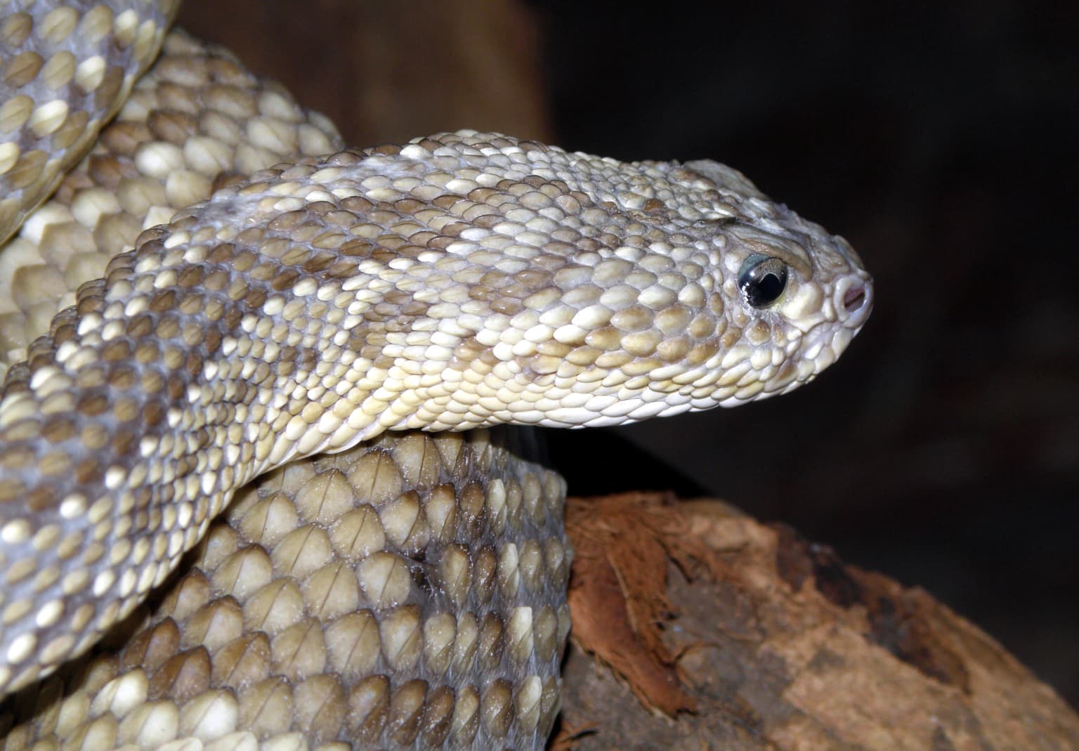 Crotalus durissus terrificus