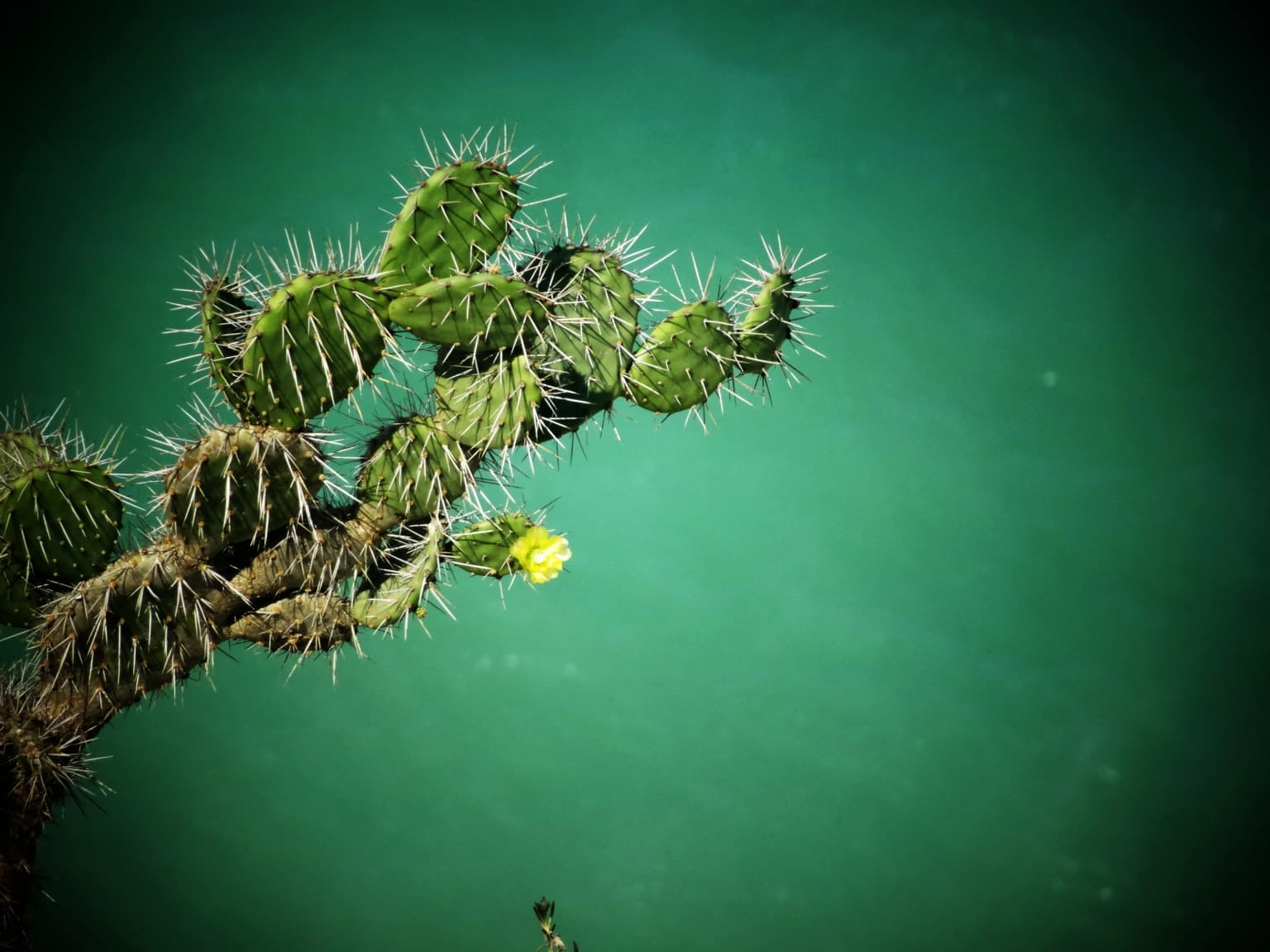 Opuntia wentiana cactus with yellow flower