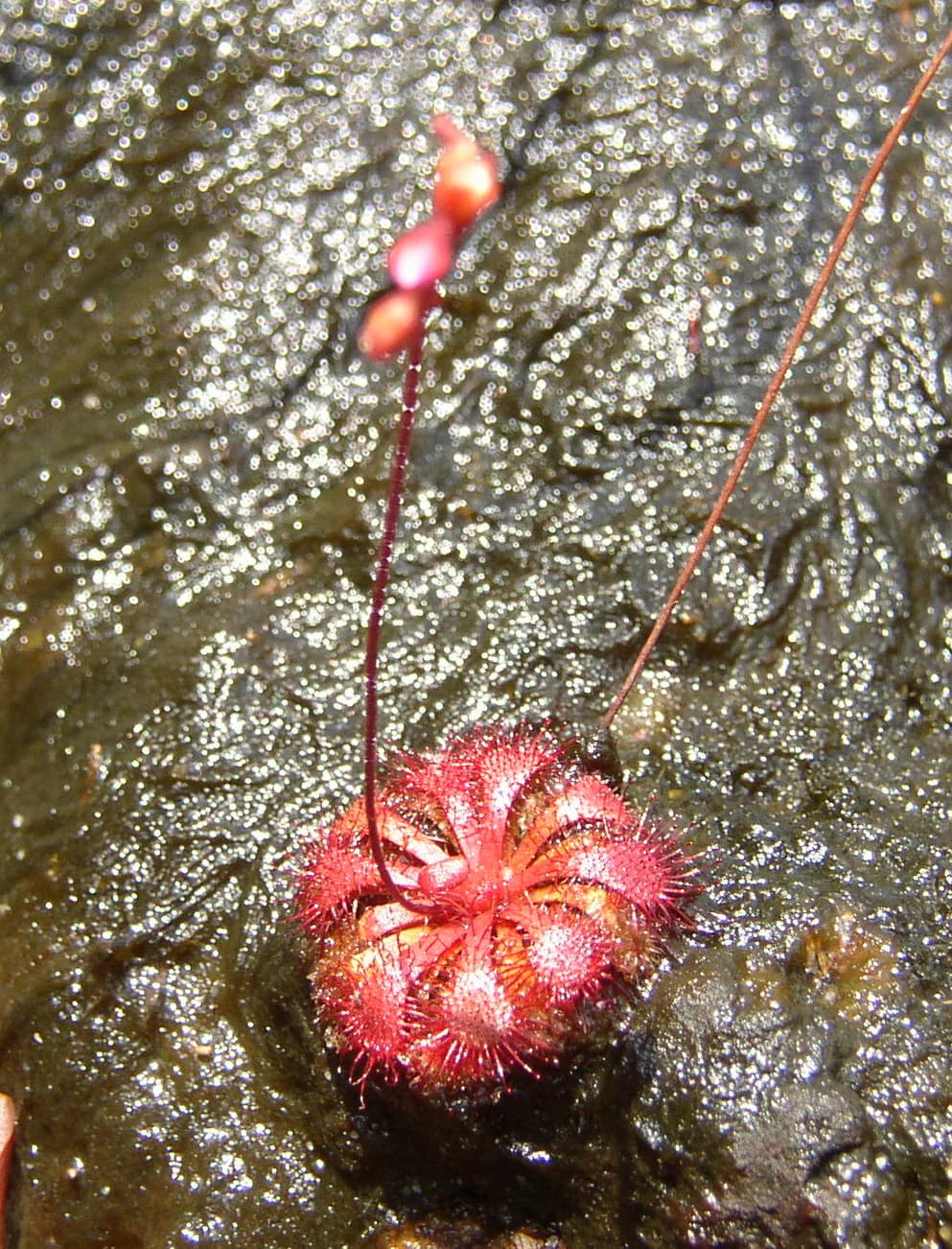 Planta carnívora roja y espinosa, con capullo floral, sobre superficie oscura y húmeda