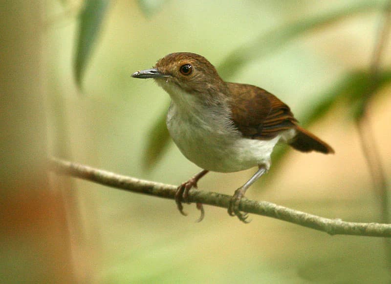 Pájaro charlatán de pecho blanco posado en una rama fina con un fondo de follaje verde desenfocado