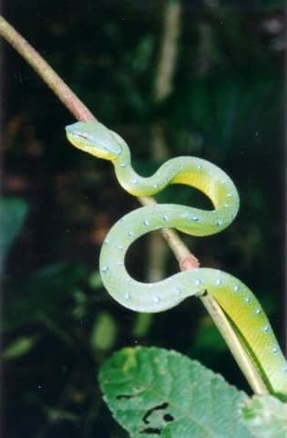 Serpiente verde con manchas azules enrollada en una rama delgada, con una hoja verde grande y un fondo de follaje desenfocado