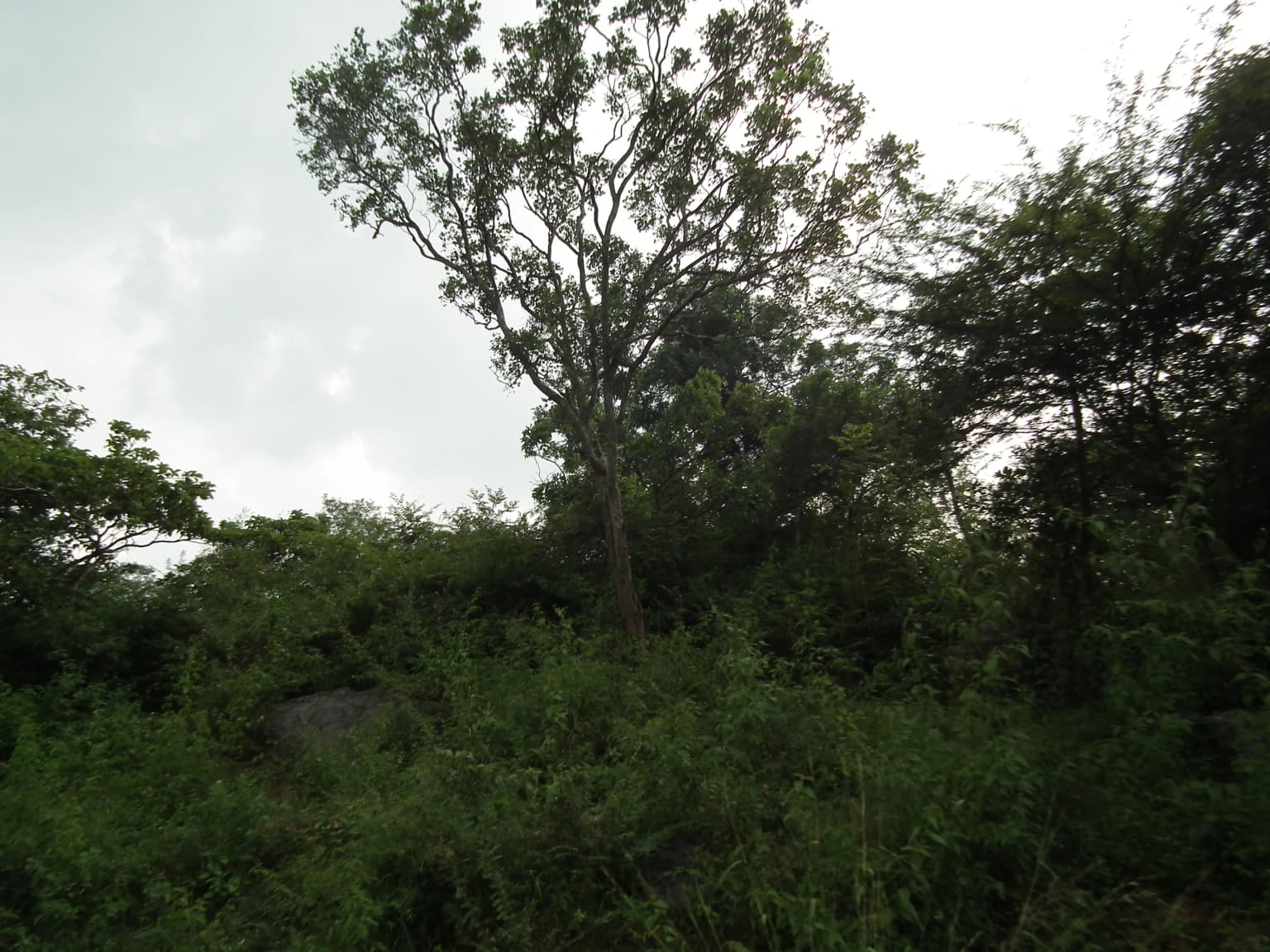 Bannerghatta National Park Bangalore 8524.JPG