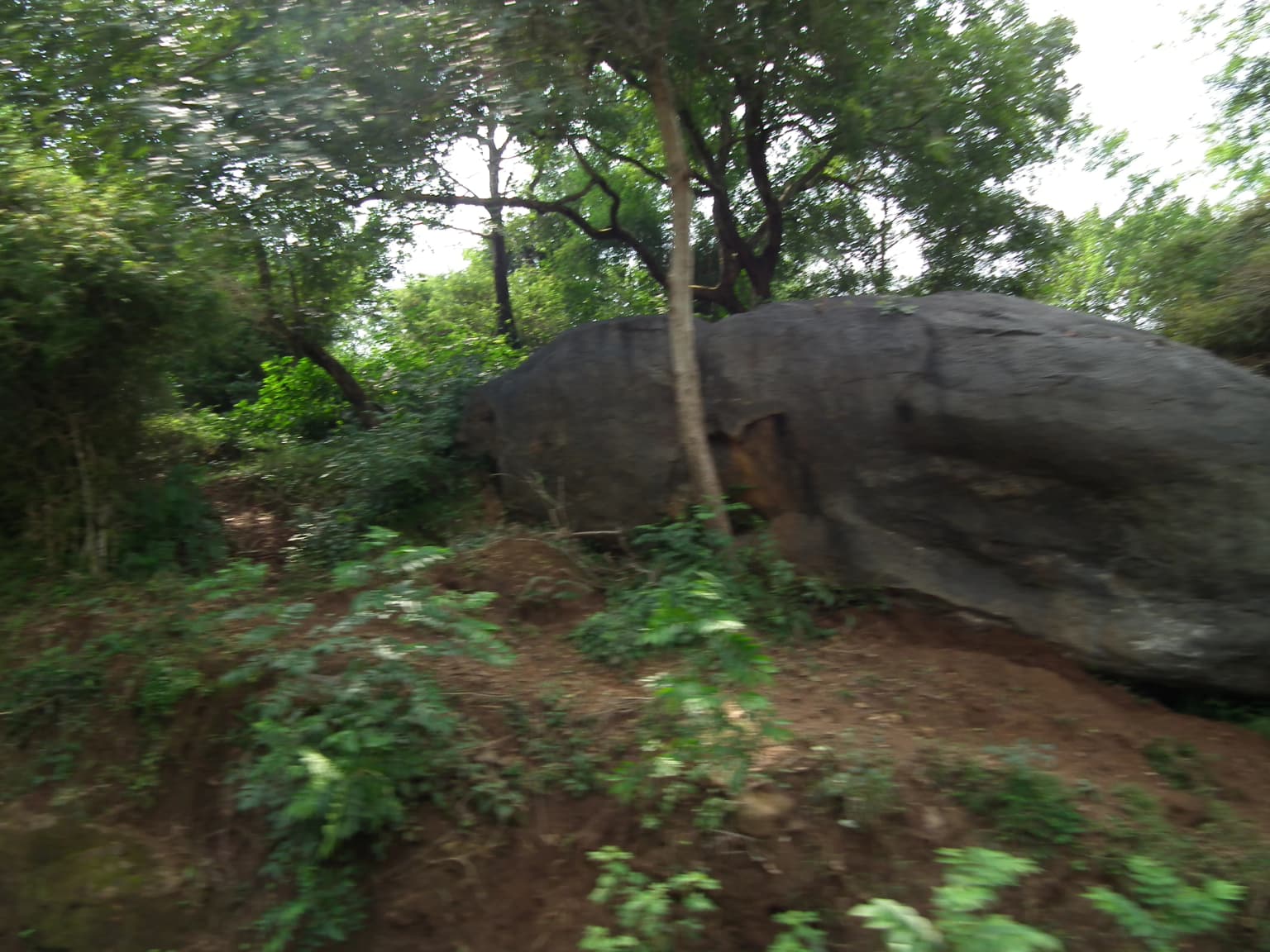 Bannerghatta National Park Bangalore 8422