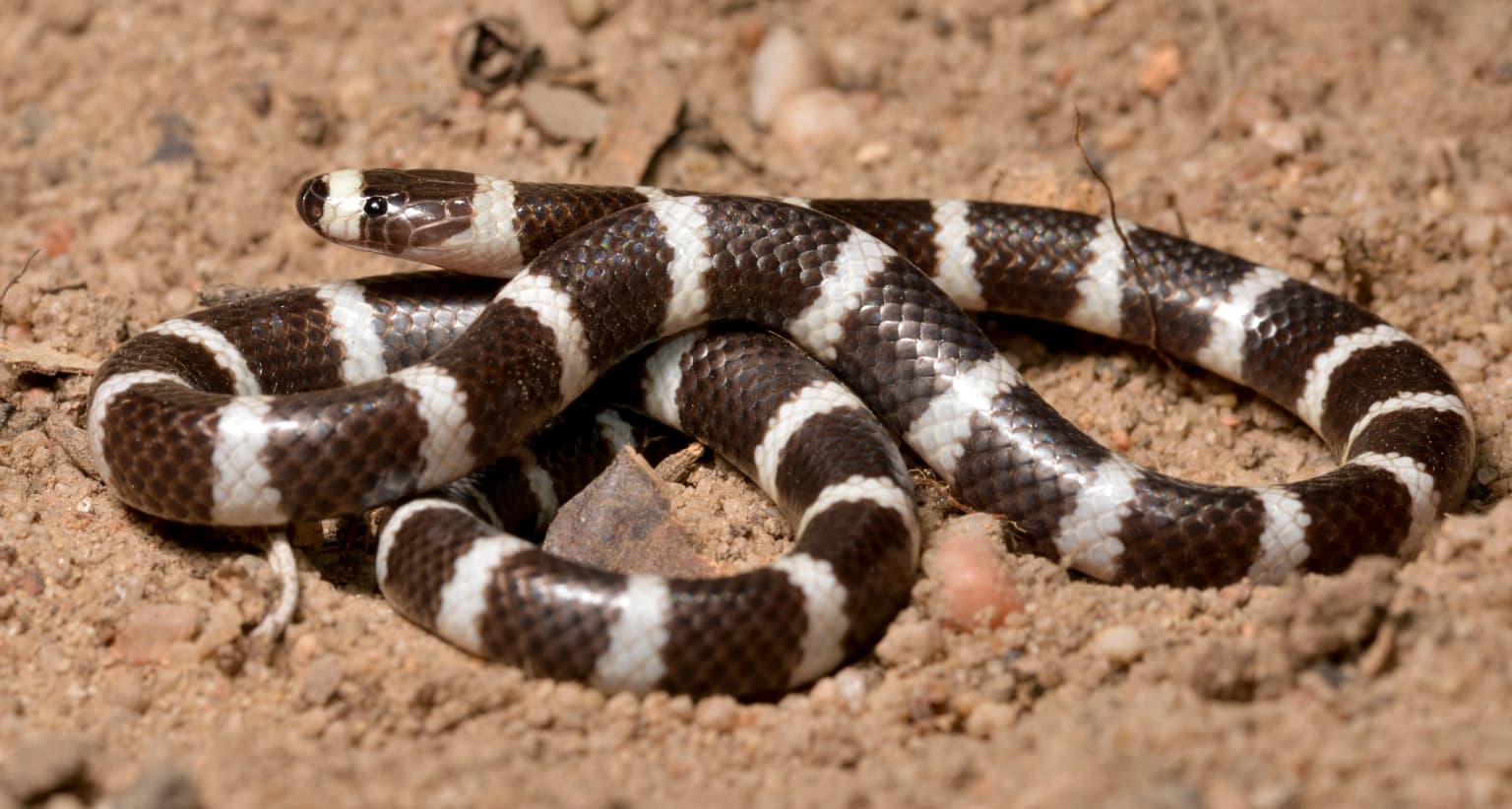 A black and white banded snake coiled on sandy soil with small rocks and dry leaves