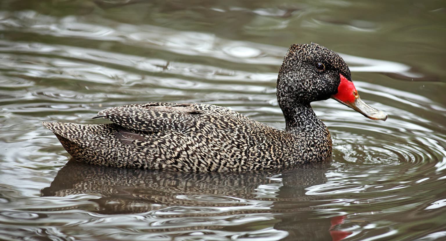 Male Freckled Duck with speckled feathers and bright red beak swimming in water