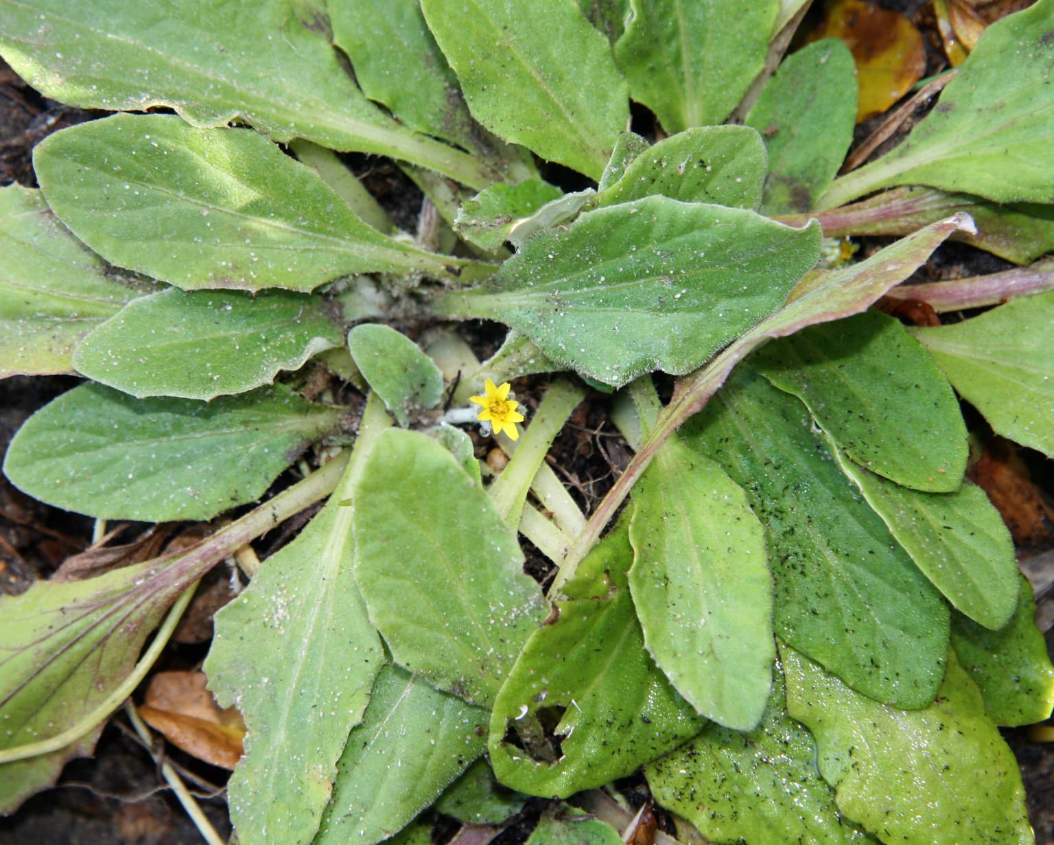 Close-up of green leaves with a small yellow flower and water droplets