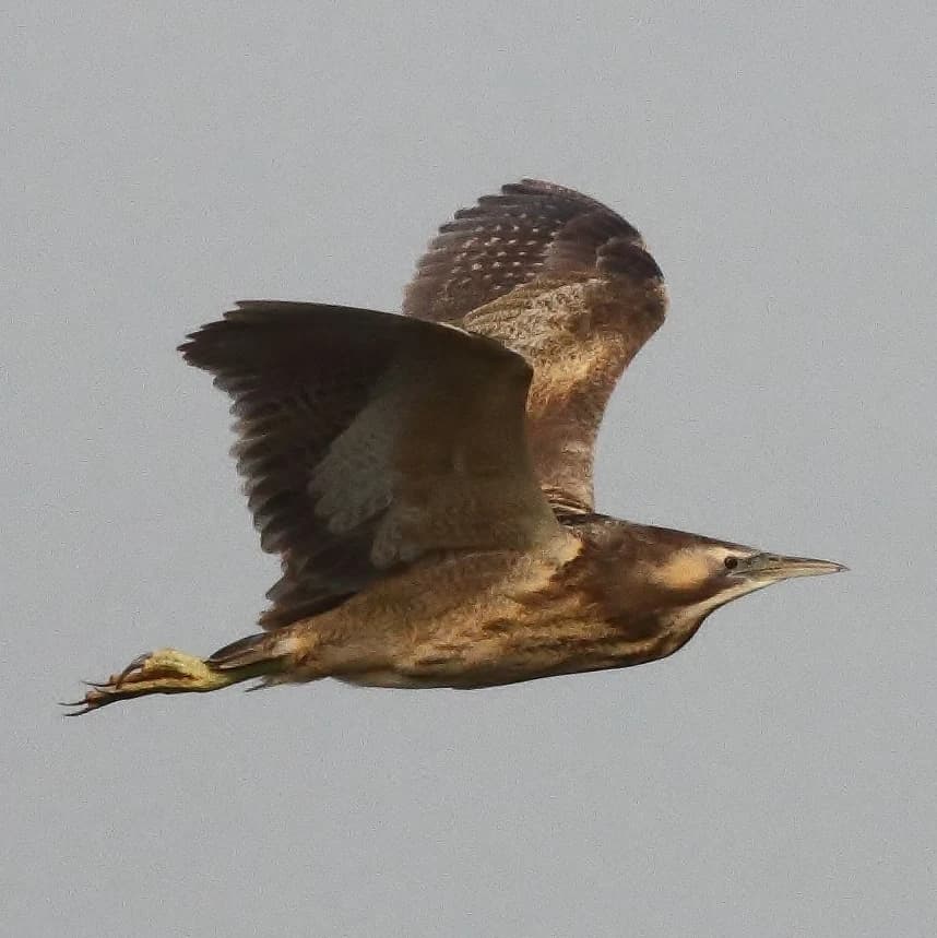 Brown and white bird in flight with outstretched wings and long beak
