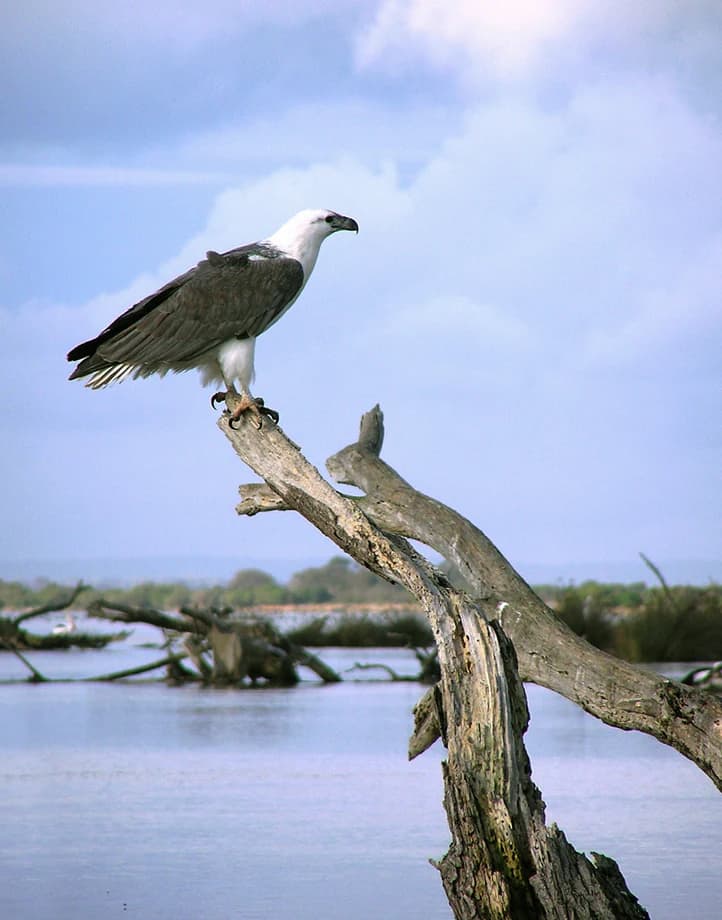 A white-bellied sea eagle with dark gray wings, white head, and tail perched on a dead tree branch near a body of water.