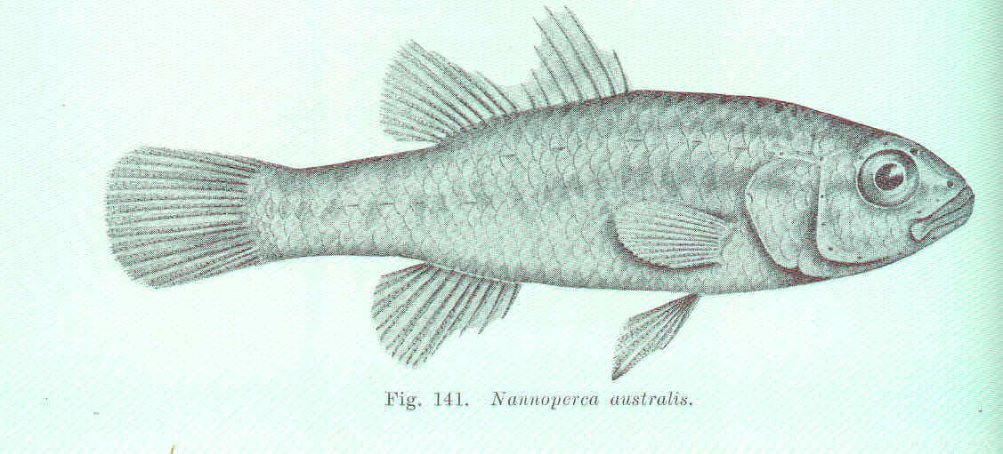 Black-and-white illustration of a Southern Pygmy Perch fish with detailed fins, scales, and tail.