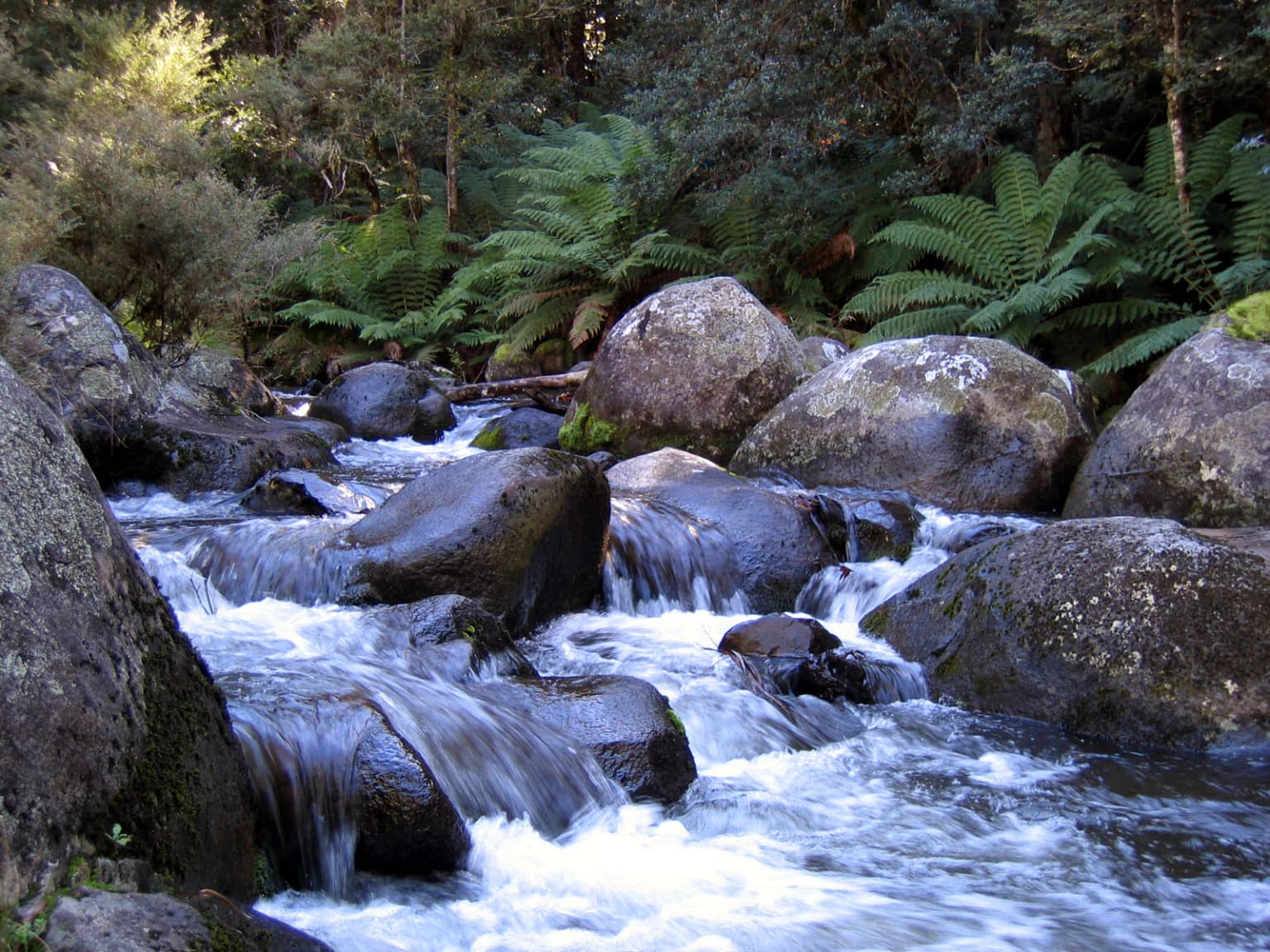 River flowing over rocks with dense forest vegetation in background