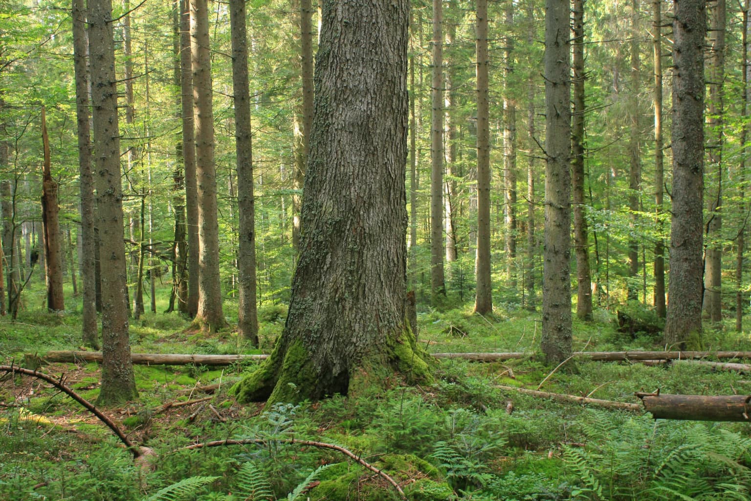 Tall spruce trees with moss-covered trunks, ferns on the forest floor, and fallen logs