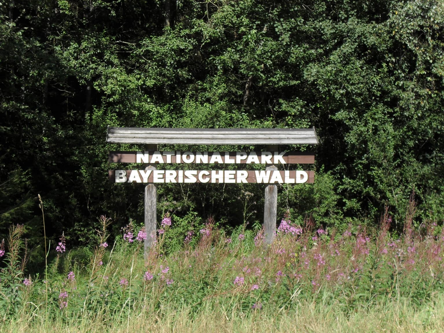 Wooden sign displaying 'NATIONALPARK BAYERISCHER WALD' text with purple wildflowers in the foreground and dense forest in the background