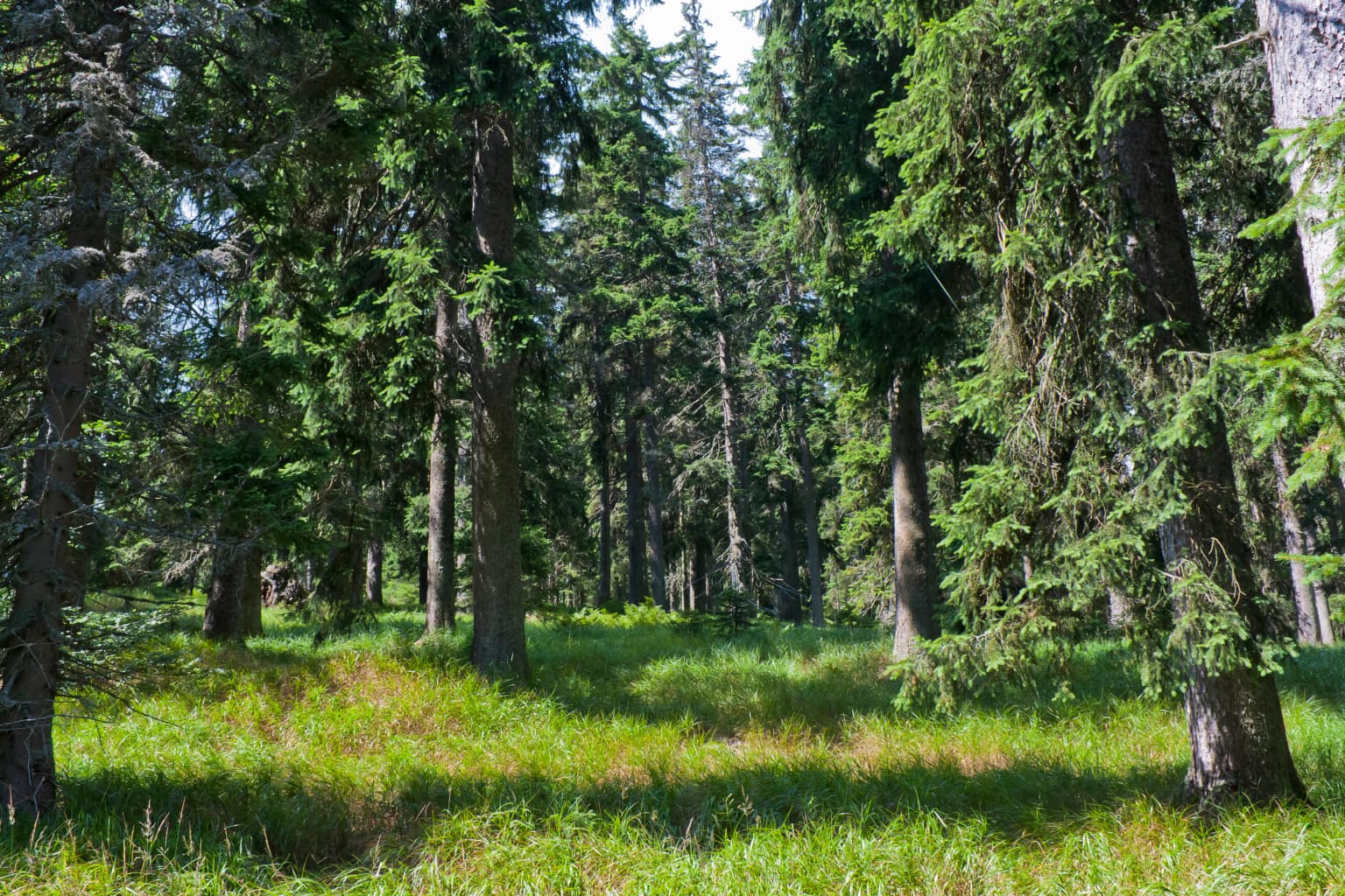 A forest scene with tall evergreen trees and grassy ground, sunlight filtering through the canopy