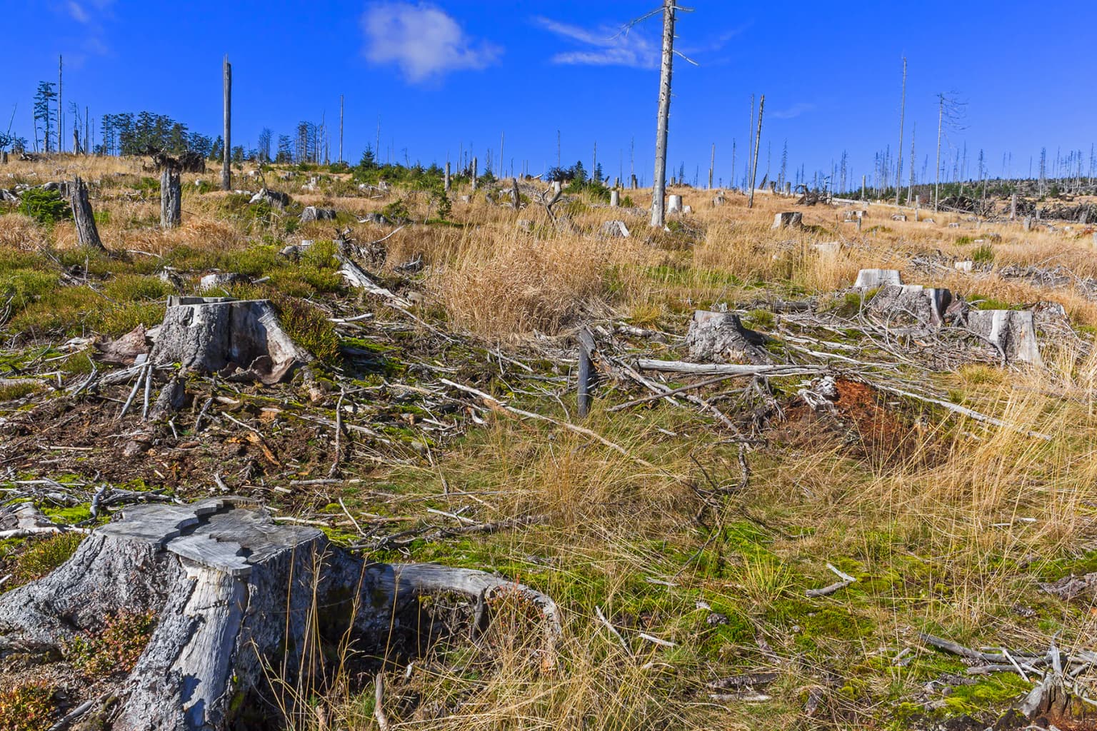 Tree stumps and dry grass in an open clearing under a clear blue sky