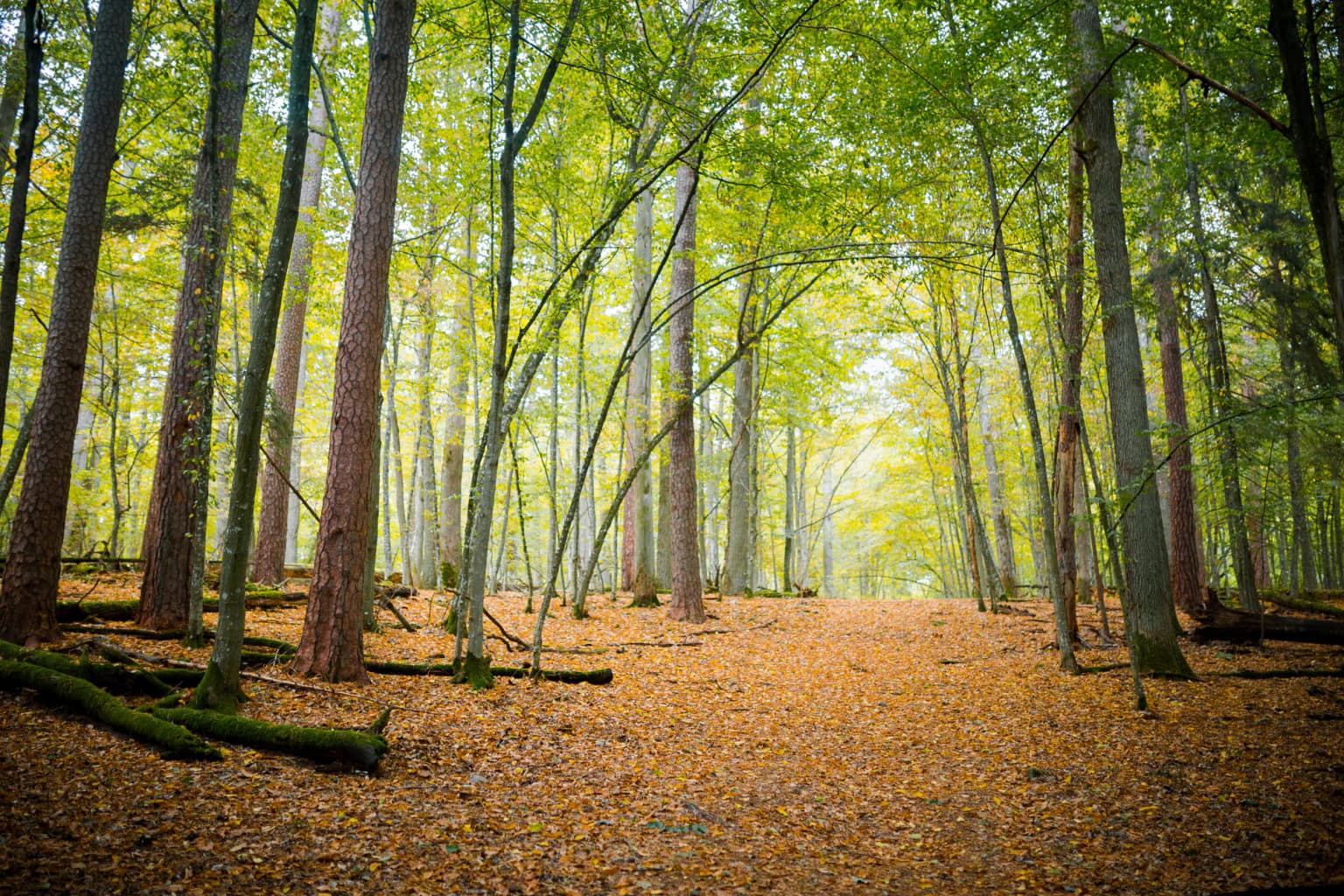 A forest path covered in fallen leaves with tall trees and dappled sunlight filtering through the canopy.