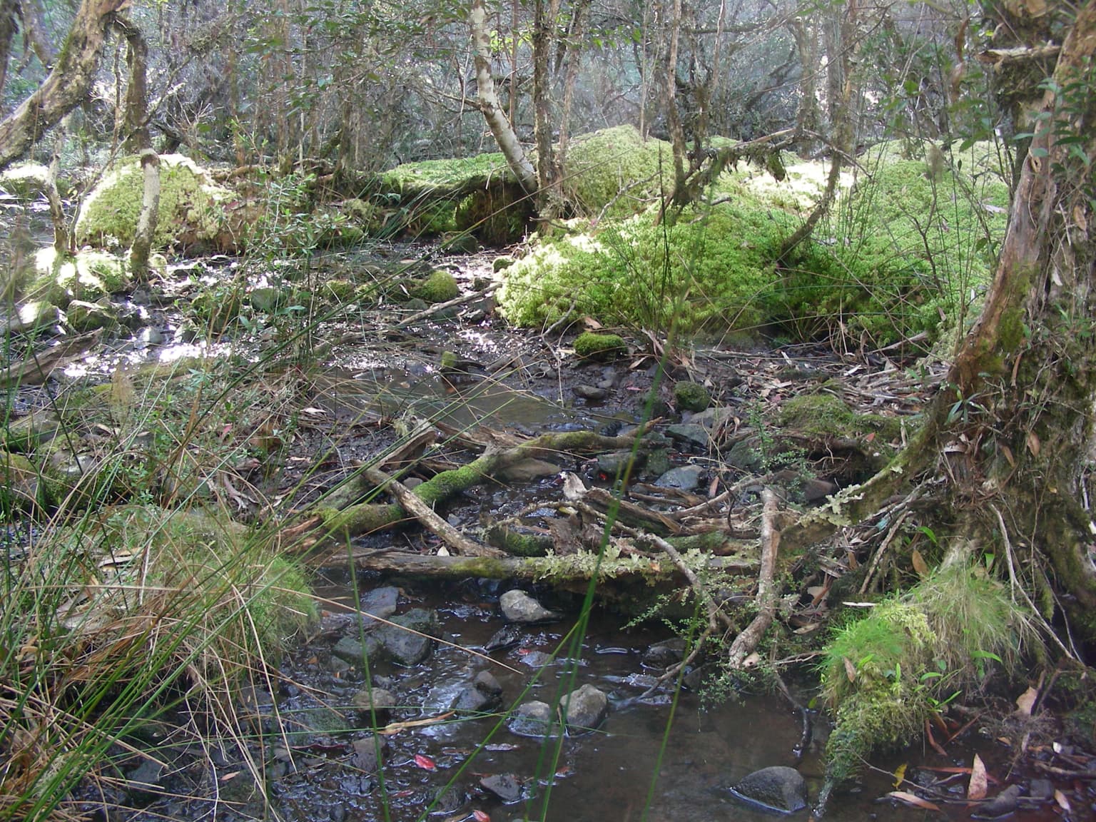 Arroyo cubierto de musgo que fluye a través de un bosque denso con árboles y vegetación