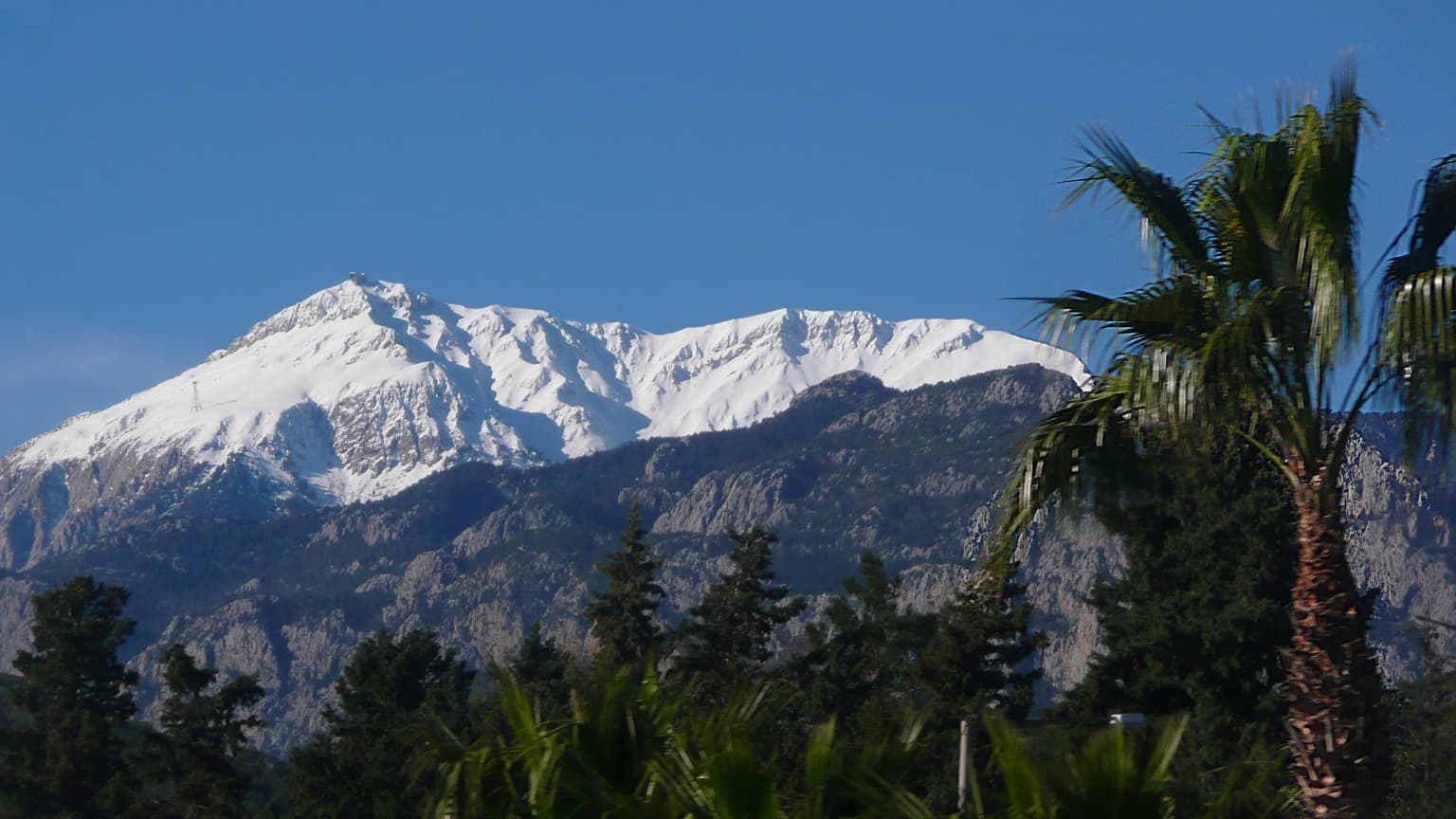 Snow-covered mountain peak with forested slopes and palm trees in foreground under clear blue sky.