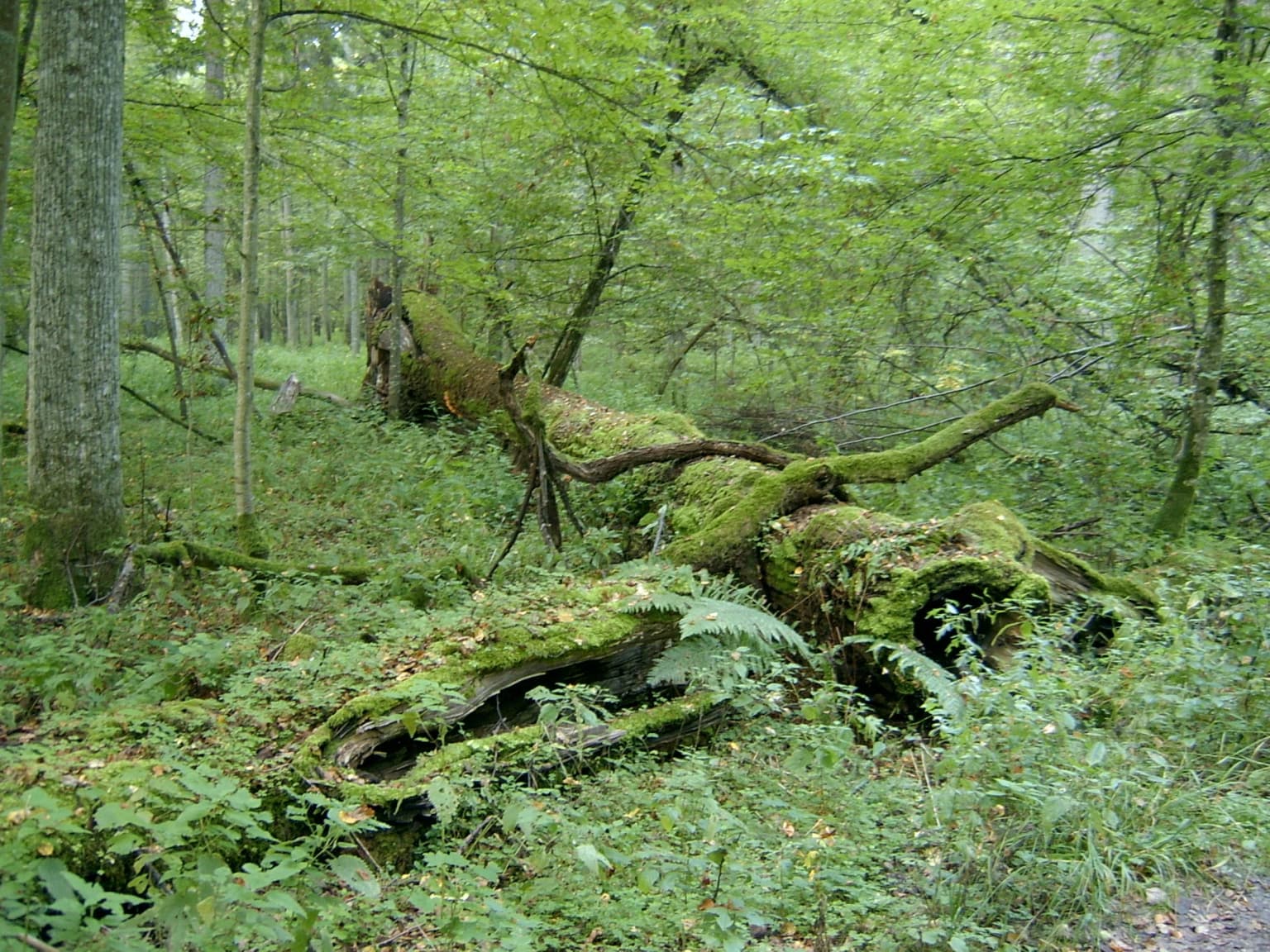 Moss-covered fallen tree in a dense green forest with tall trees and undergrowth