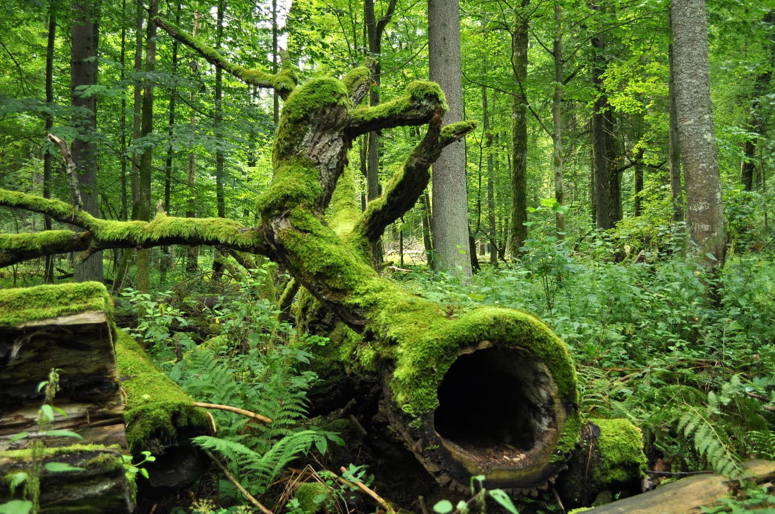 Moss-covered fallen tree in dense forest surrounded by green vegetation and tall trees