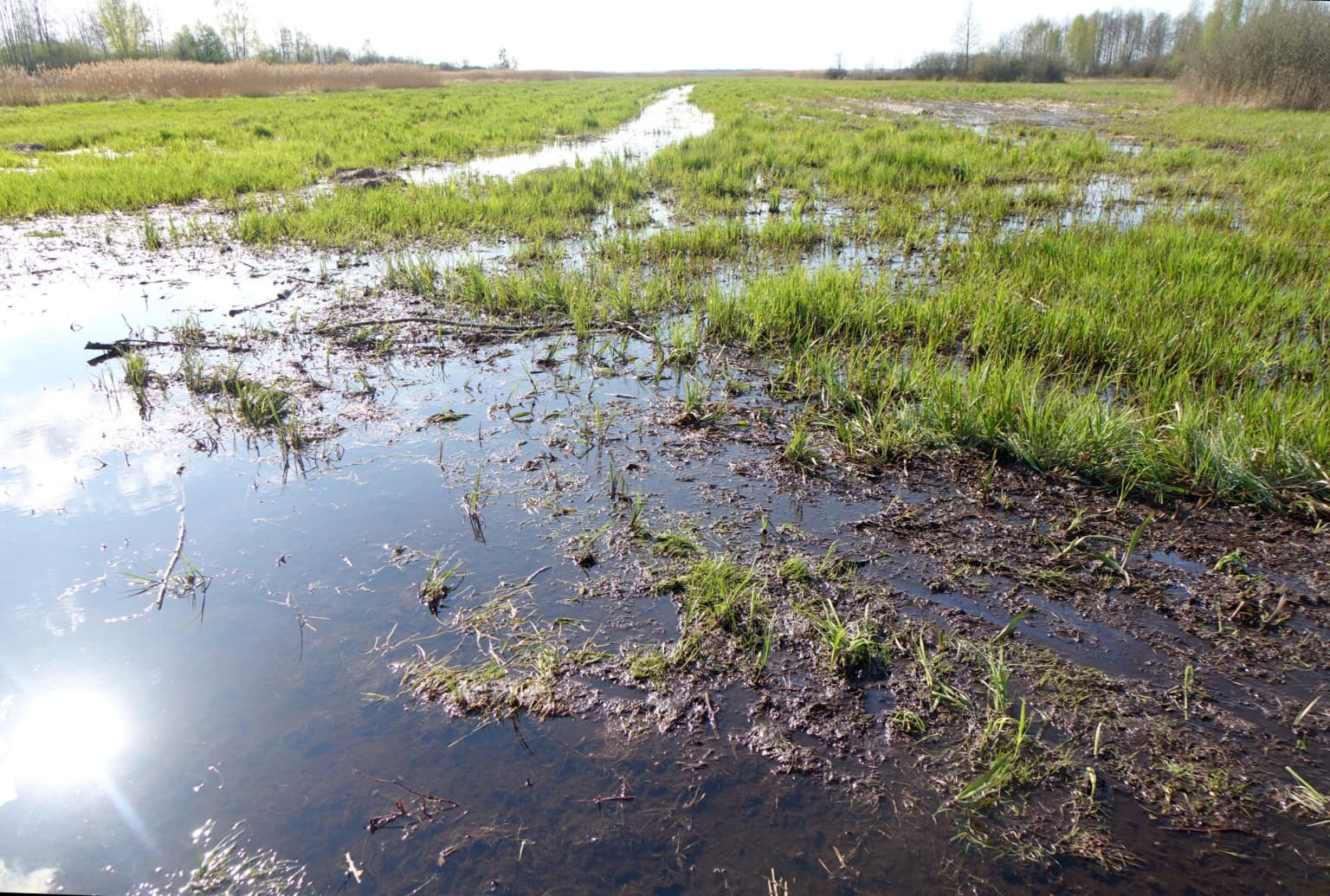 Wetland area with patches of water and green grasses under a bright sun