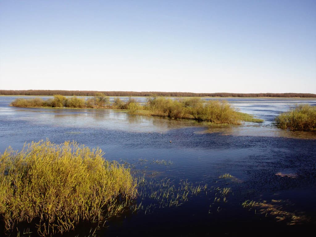 Wide view of a wetland area with calm water, scattered patches of vegetation and reeds, and a distant tree line under a clear blue sky