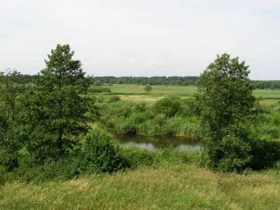 Grassy field with two trees, a river, and distant forest under a partly cloudy sky