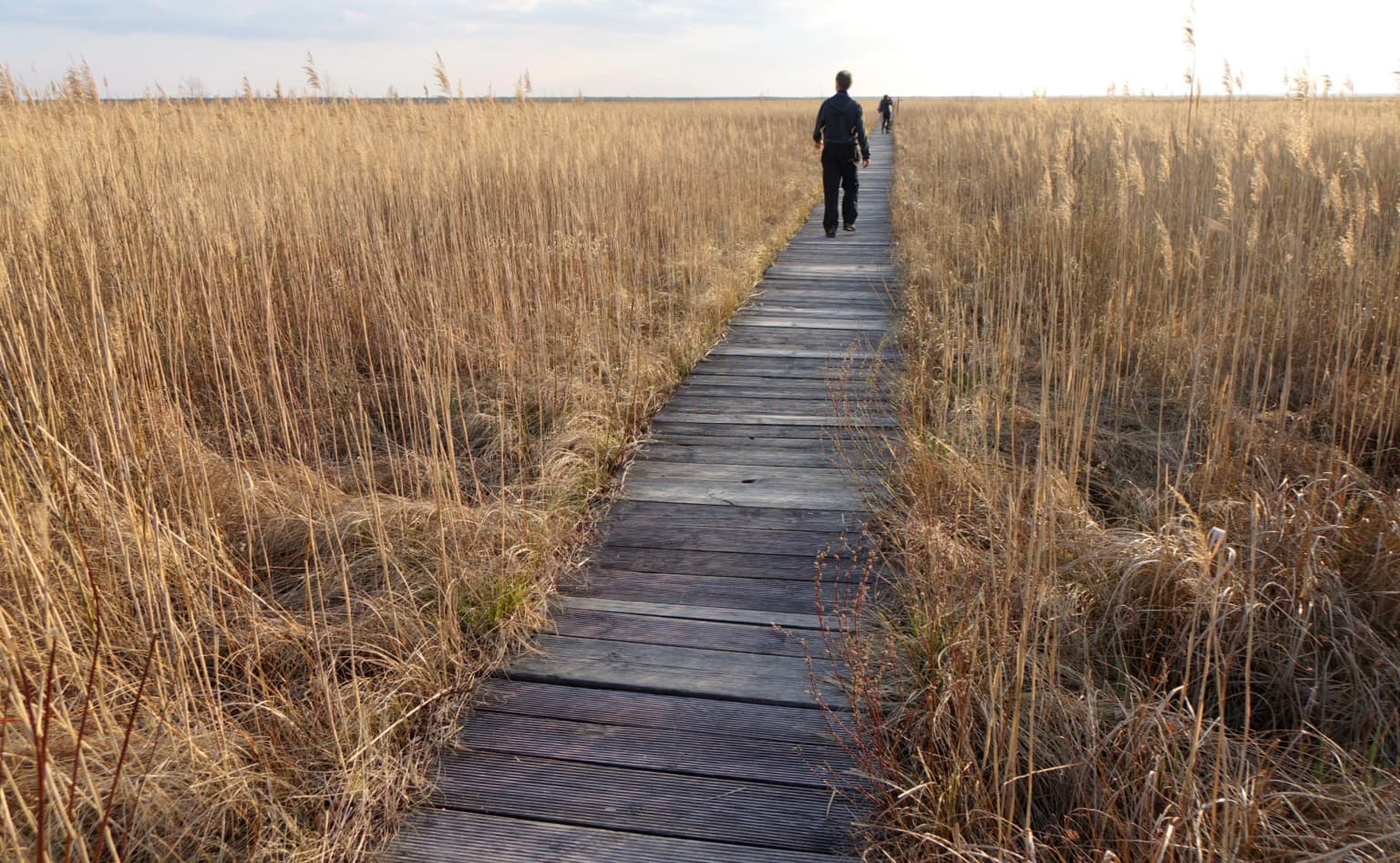 Wooden boardwalk extending through tall golden reeds in a wetland area with two people walking away from the camera